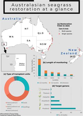 Seagrass Restoration Is Possible: Insights and Lessons From Australia and New Zealand